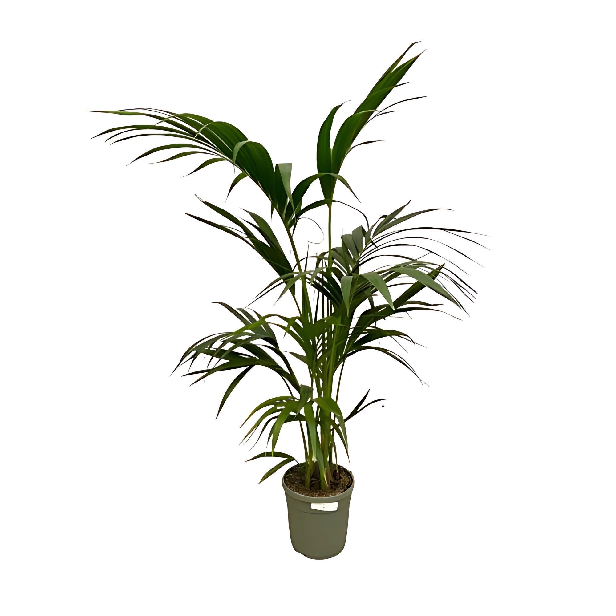 Kentia Palm ↕130cm - Ø21cm