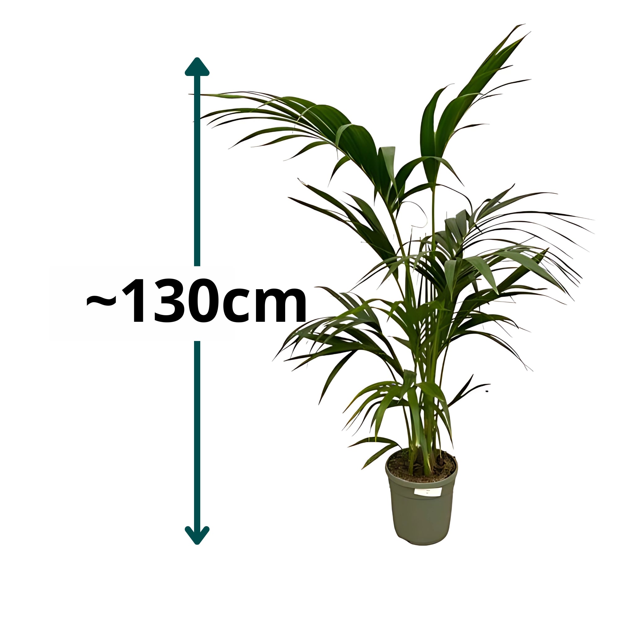 Kentia Palm ↕130cm - Ø21cm
