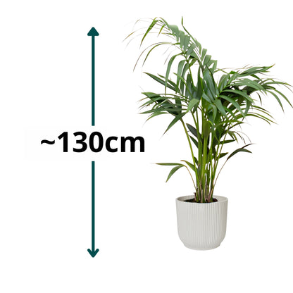 Kentia Palm ↕130cm - Ø25cm | Met ronde Elho Vibes Fold pot - Zijdewit