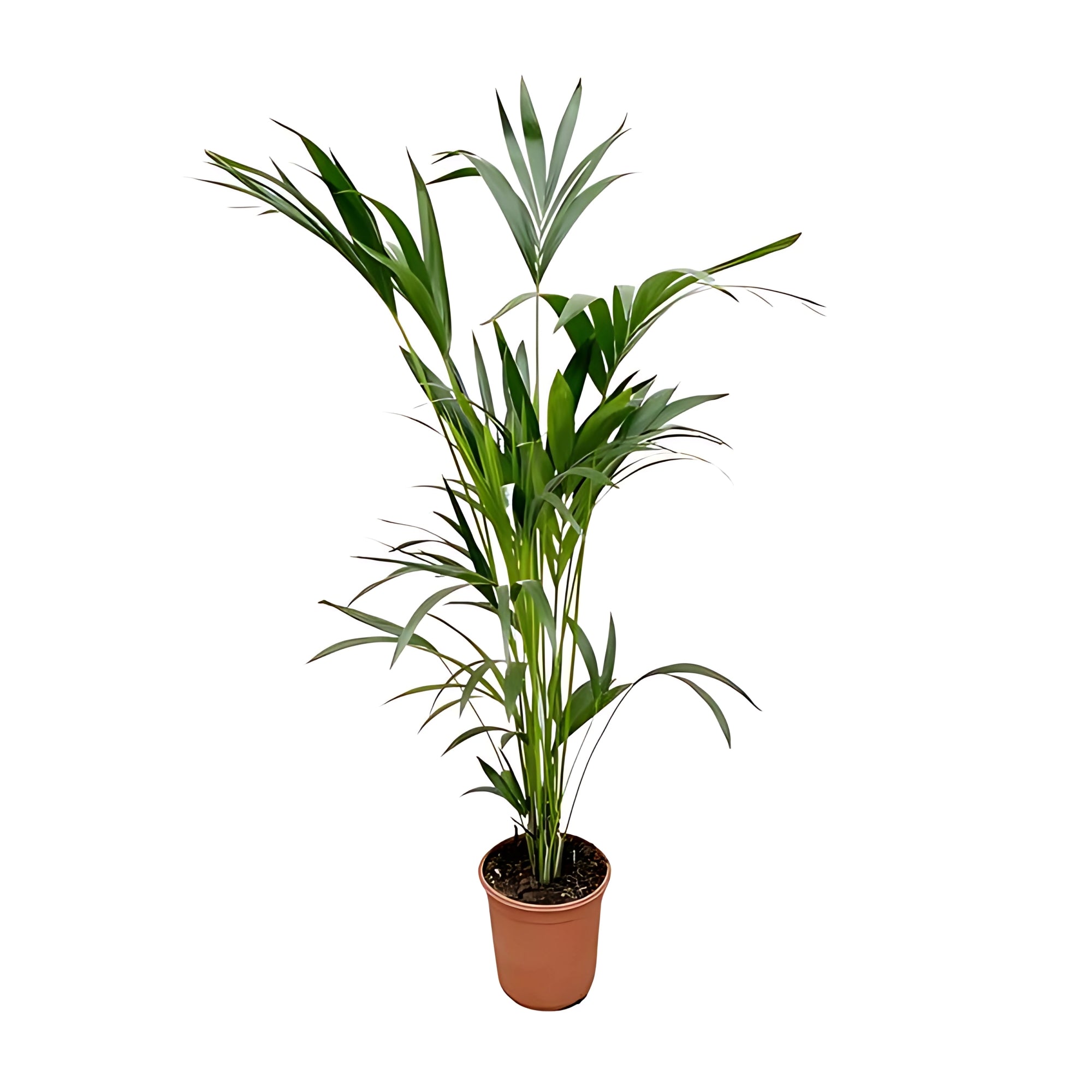 Kentia palm ↕160cm - Ø24cm