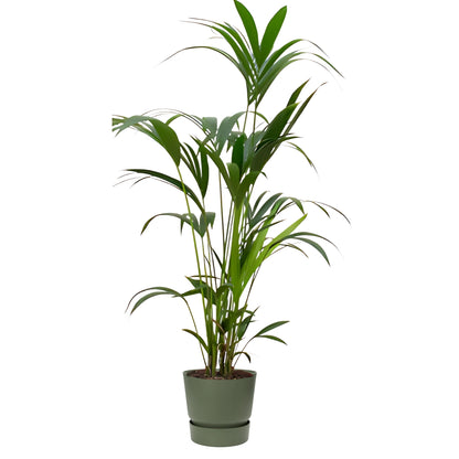 Kentia Palm ↕160cm - Ø30cm | Met ronde Elho Greenville pot - Blad groen