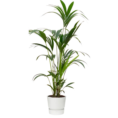Kentia Palm ↕160cm - Ø30cm | Met ronde Elho Greenville pot - Wit