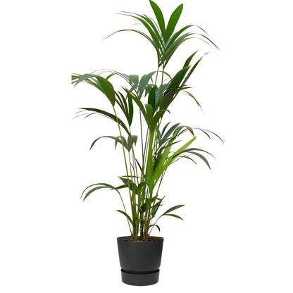 Kentia Palm ↕160cm - Ø30cm | Met ronde Elho Greenville pot - Living black