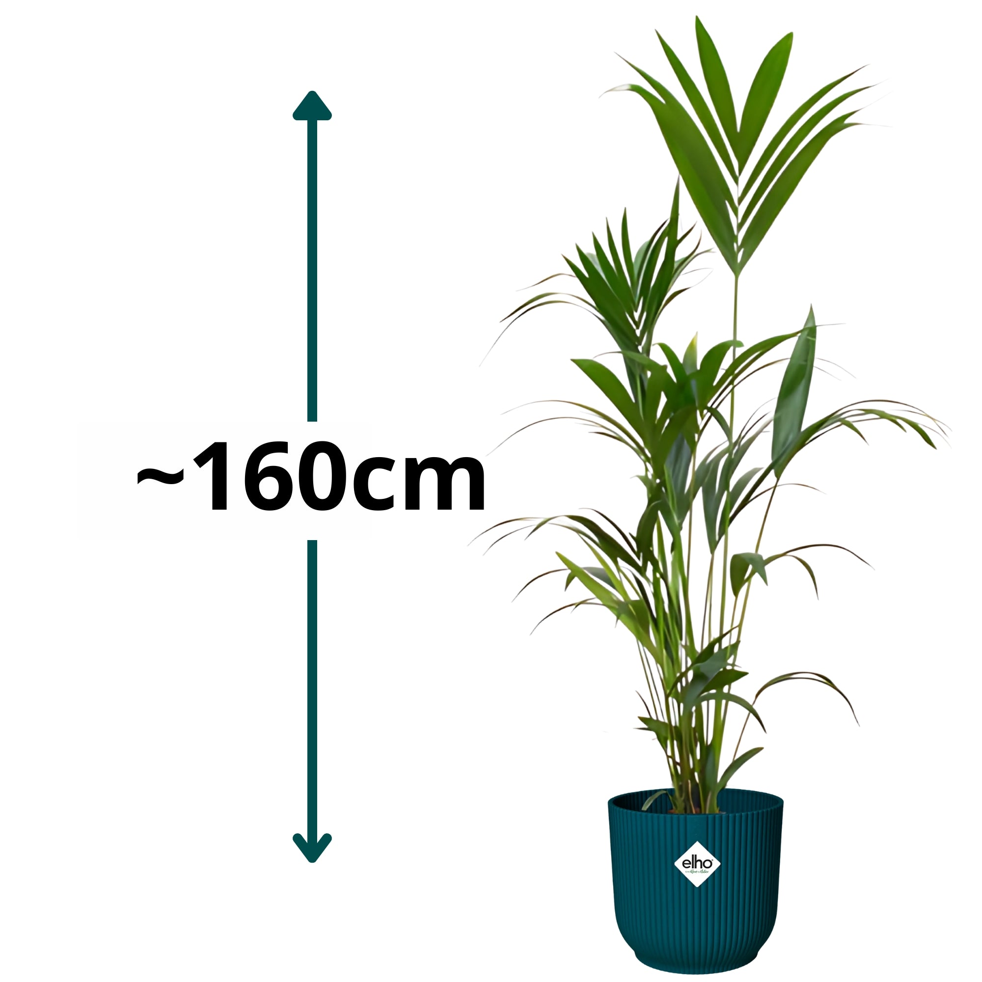 Kentia palm ↕160cm - Ø30cm | Met ronde Elho Vibes Fold pot - Diepblauw