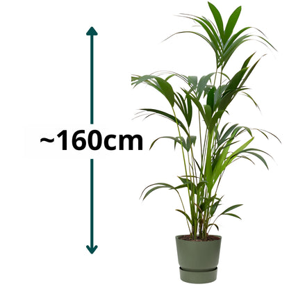 Kentia Palm ↕160cm - Ø30cm | Met ronde Elho Greenville pot - Blad groen