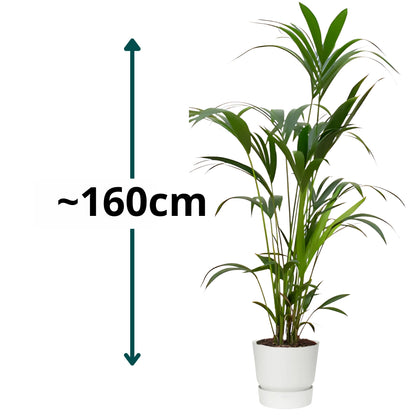 Kentia Palm ↕160cm - Ø30cm | Met ronde Elho Greenville pot - Wit