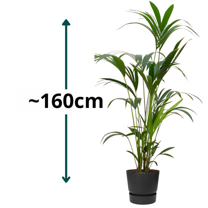 Kentia Palm ↕160cm - Ø30cm | Met ronde Elho Greenville pot - Living black