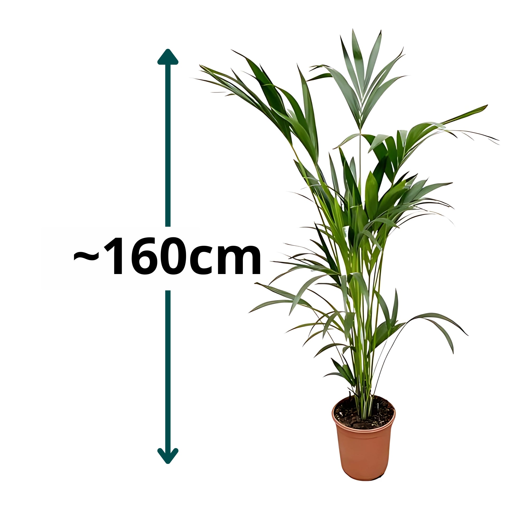 Kentia palm ↕160cm - Ø24cm