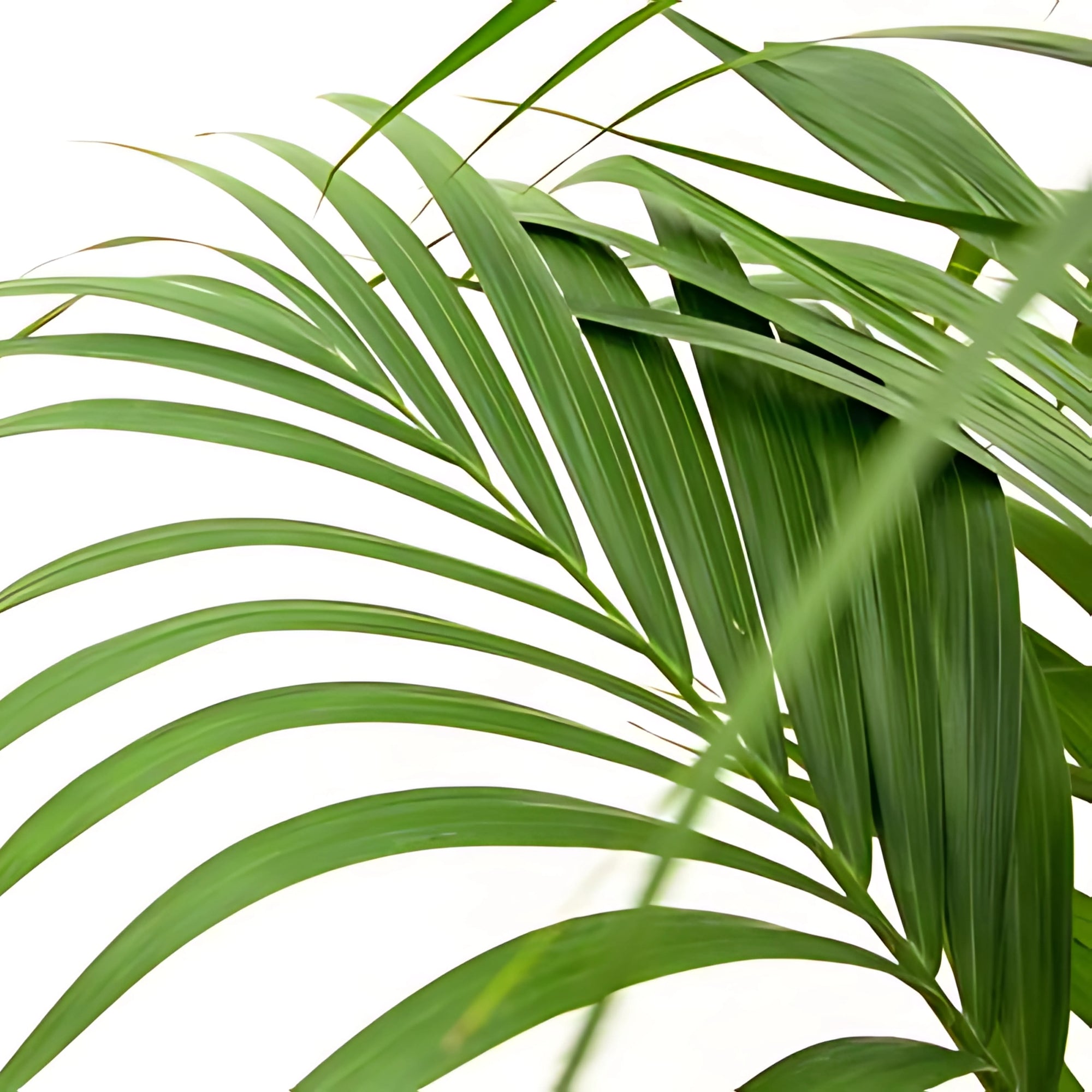 Kentia palm ↕160cm - Ø24cm