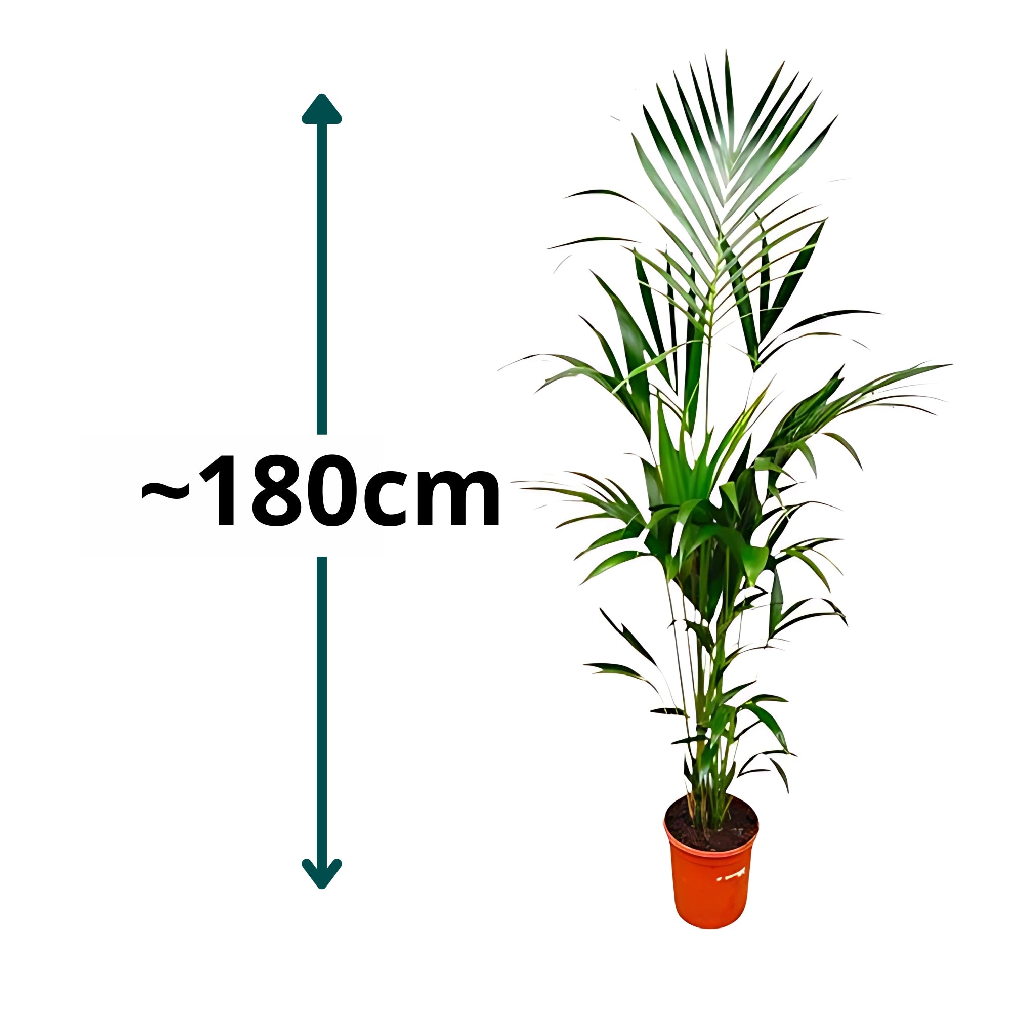 Kentia palm ↕180cm - Ø24cm