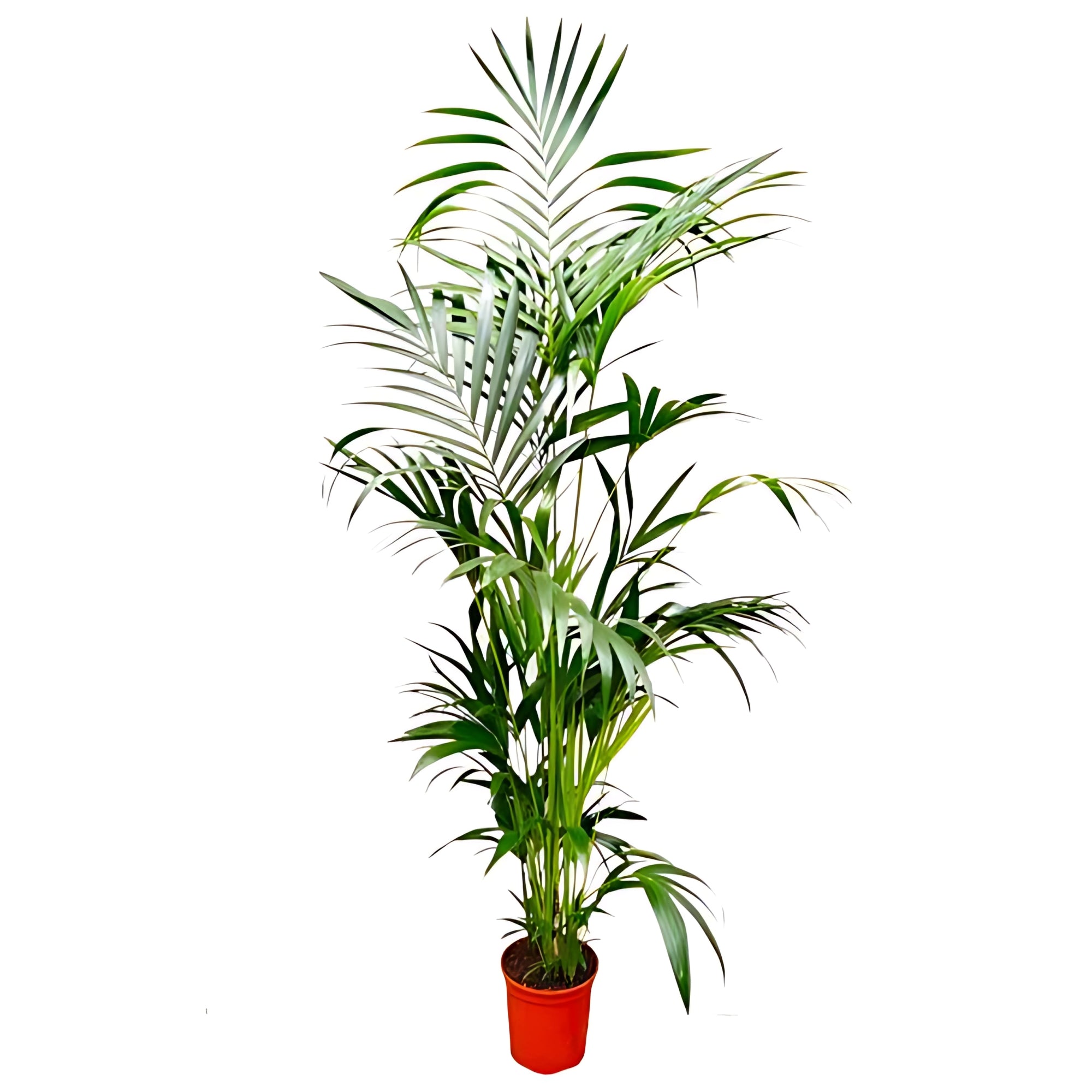 Kentia Palm ↕200cm - Ø24cm