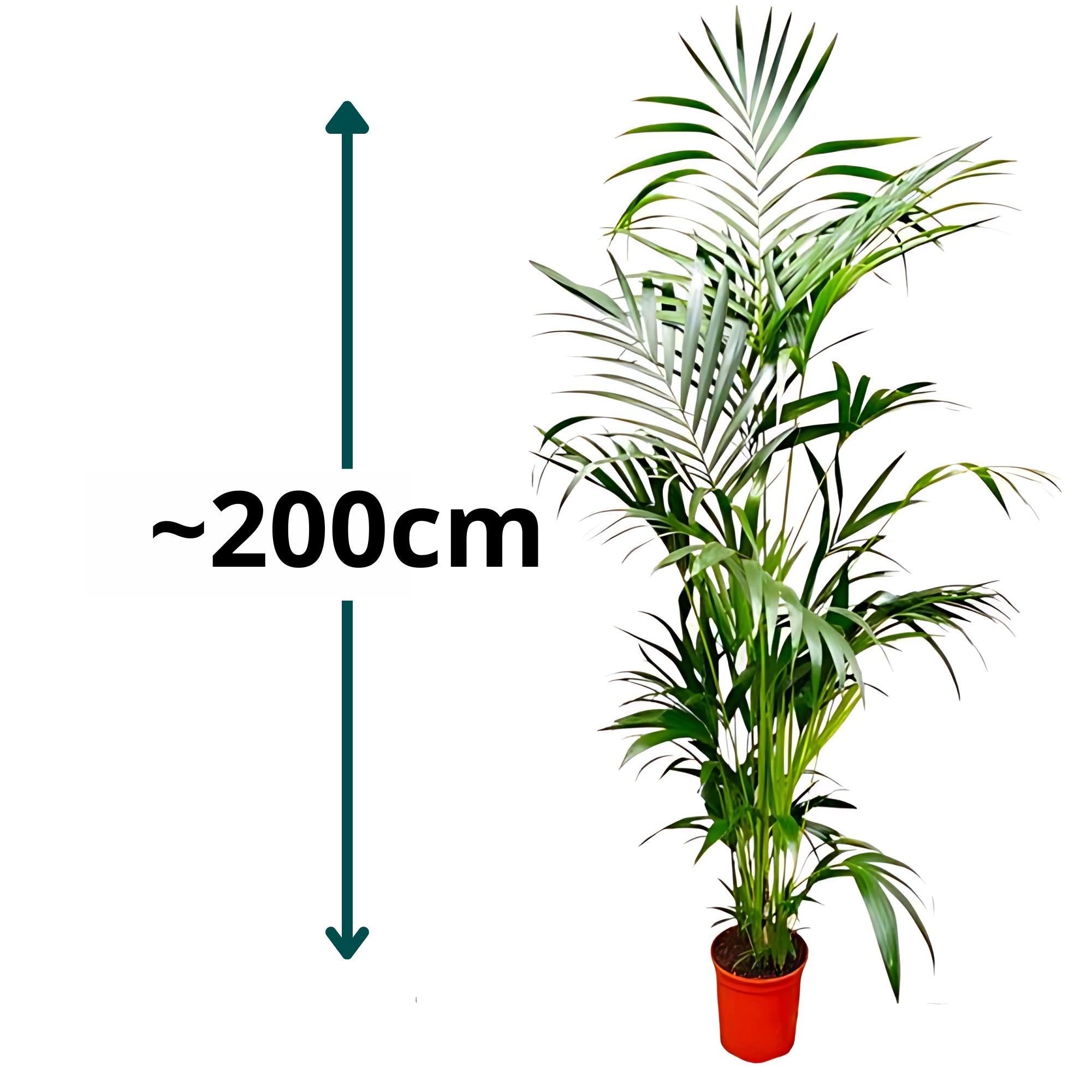 Kentia Palm ↕200cm - Ø24cm
