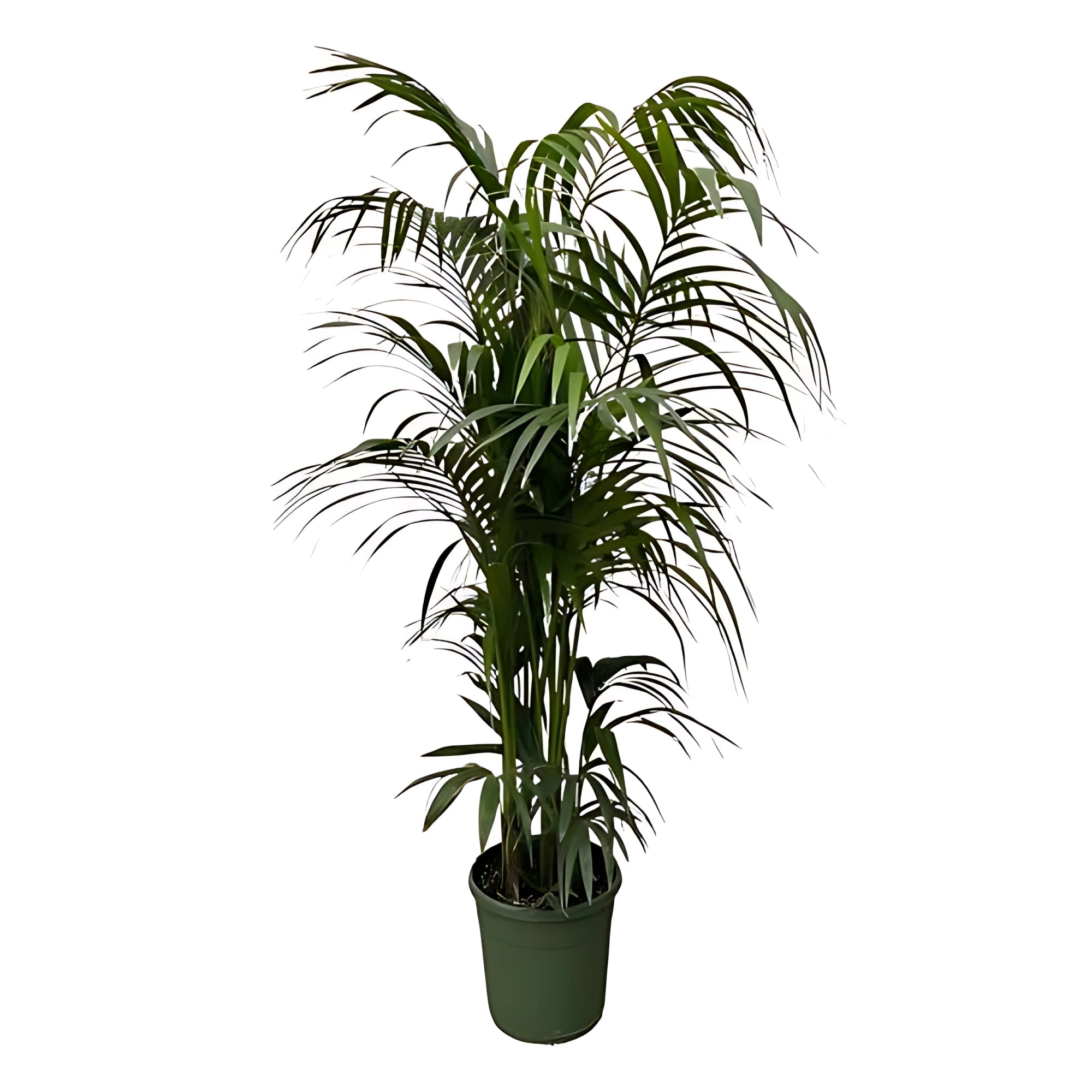 Kentia palm ↕230cm - Ø38cm