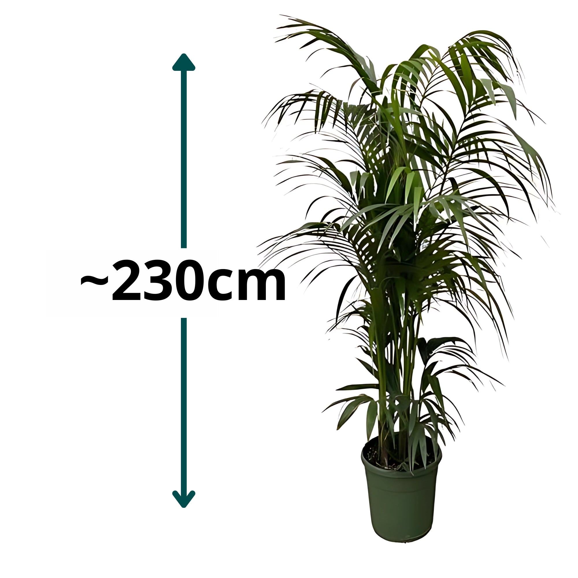 Kentia palm ↕230cm - Ø38cm