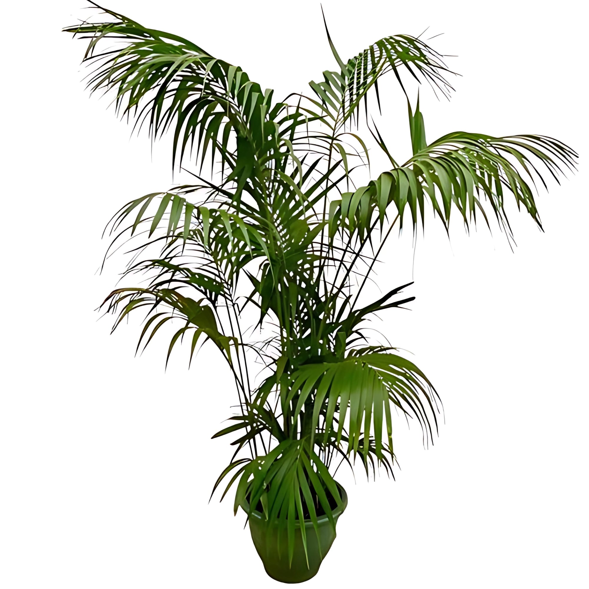Kentia Palm ↕260cm - Ø35cm