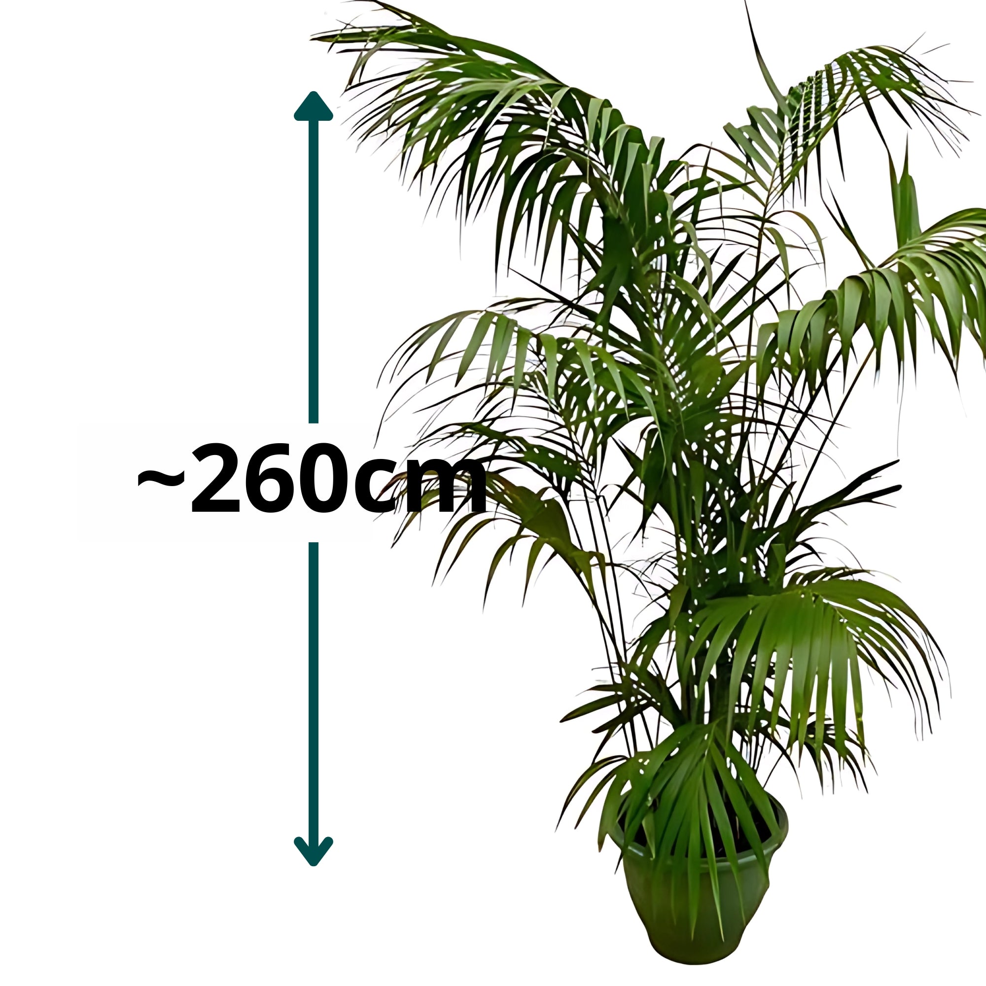Kentia Palm ↕260cm - Ø35cm