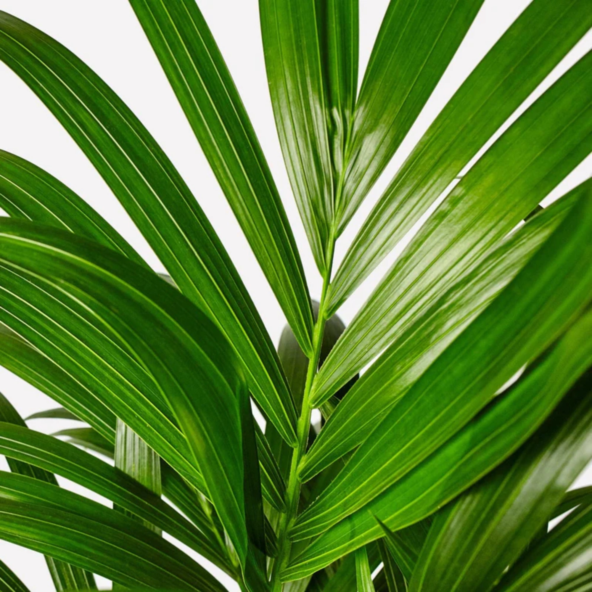 Kentia Palm ↕130cm - Ø21cm