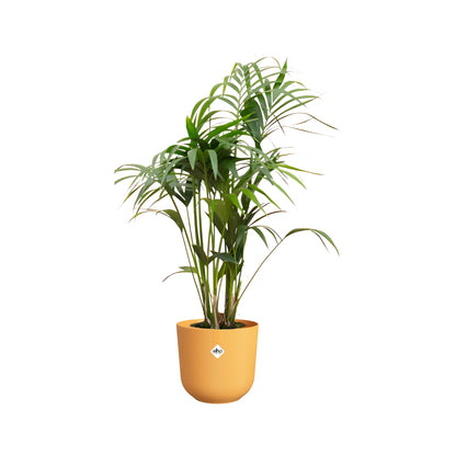 Kentia Palm ↕130cm - Ø26cm | Met ronde Elho Jazz pot - Amber geel