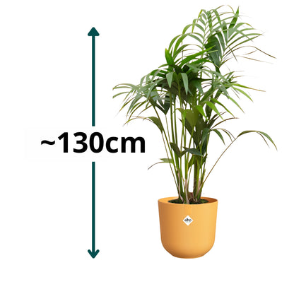Kentia Palm ↕130cm - Ø26cm | Met ronde Elho Jazz pot - Amber geel