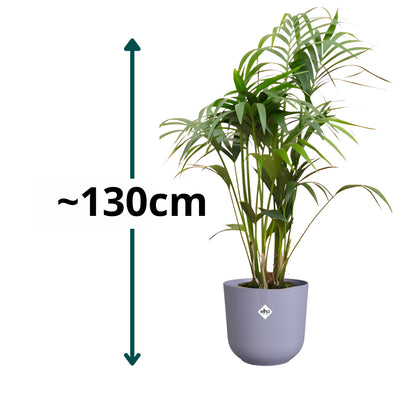 Kentia Palm ↕130cm - Ø26cm | Met ronde Elho Jazz pot - Lavendel Lila