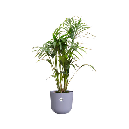 Kentia Palm ↕130cm - Ø26cm | Met ronde Elho Jazz pot - Lavendel Lila