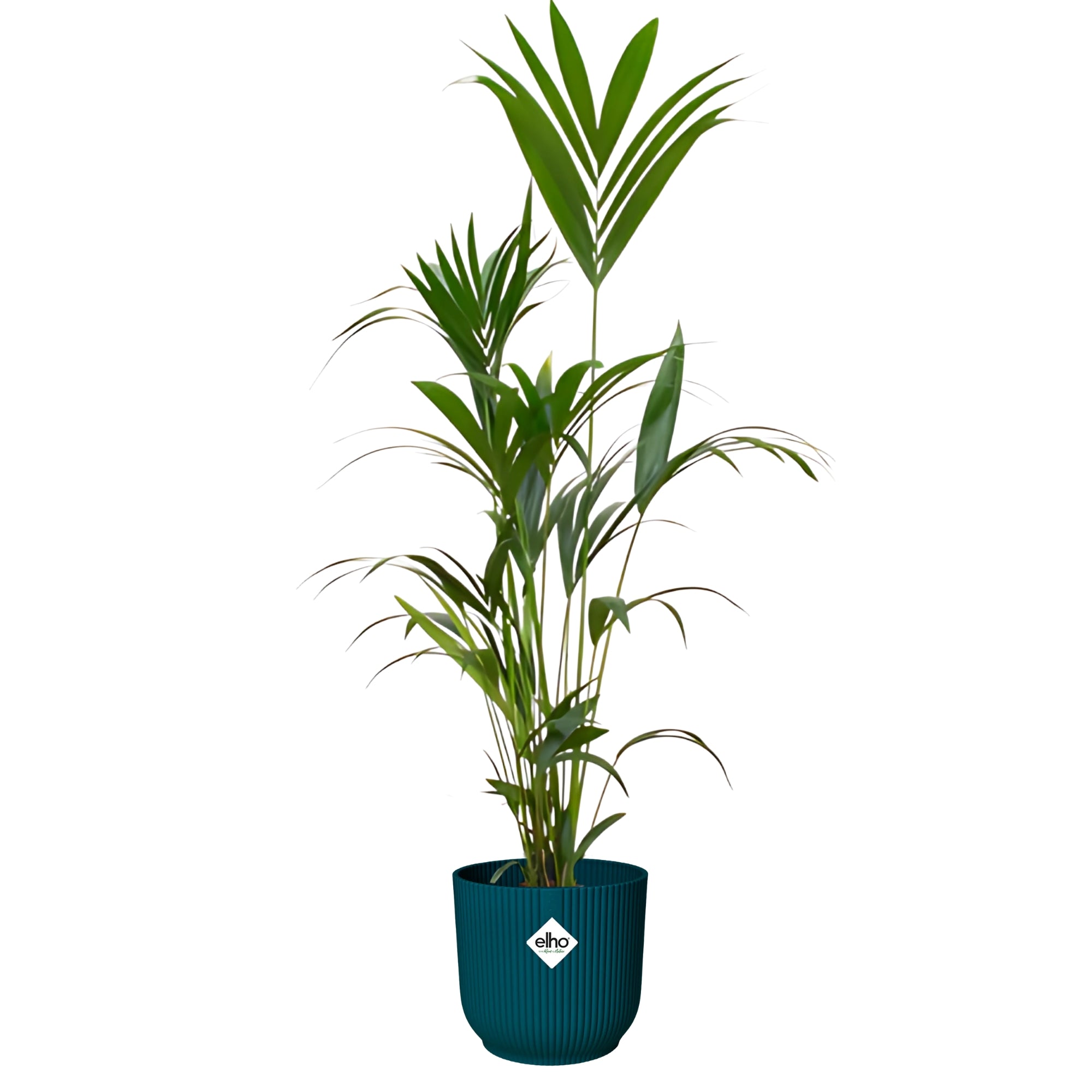 Kentia palm ↕160cm - Ø30cm | Met ronde Elho Vibes Fold pot - Diepblauw