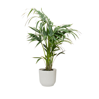 Kentia Palm ↕130cm - Ø25cm | Met ronde Elho Vibes Fold pot - Zijdewit
