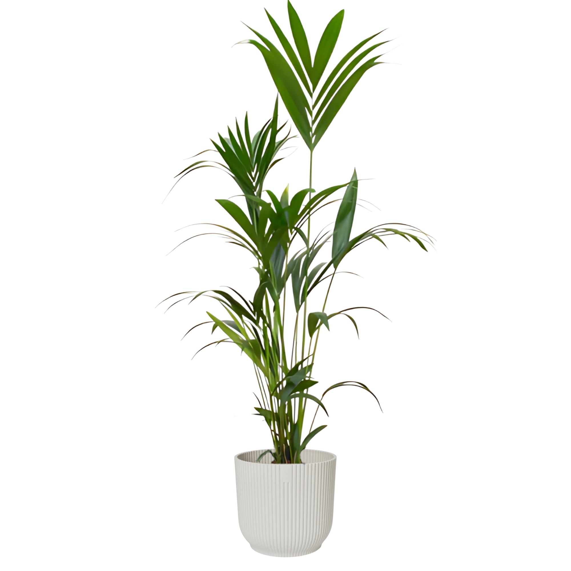 Kentia Palm ↕160cm - Ø30cm | Met ronde Elho Vibes Fold pot - Zijdewit