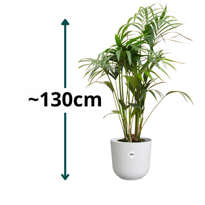 Kentia Palm ↕130cm - Ø26cm | Met ronde Elho Jazz pot - Zijdewit