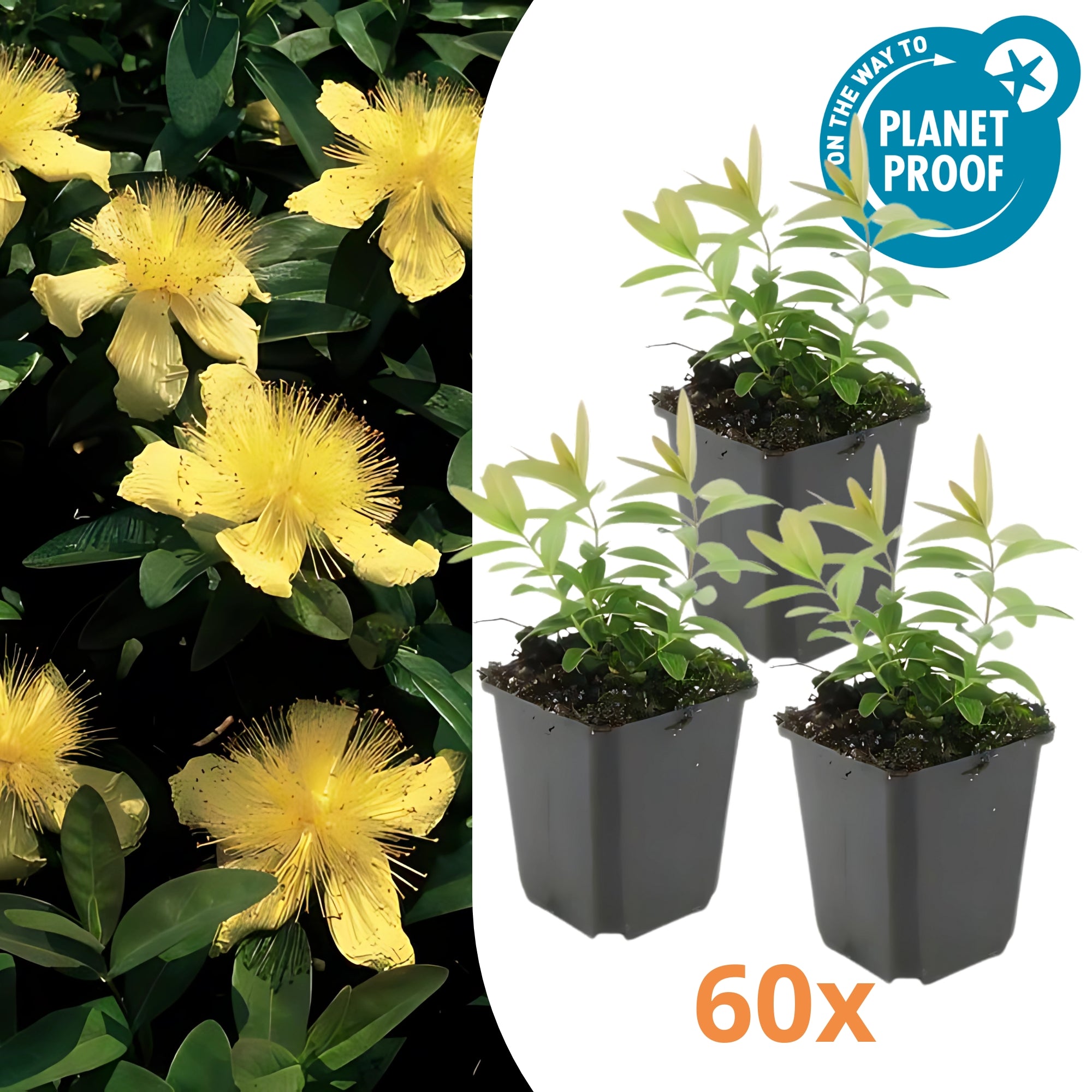 60x Hertshooi - ↕10-25cm - Ø9cm