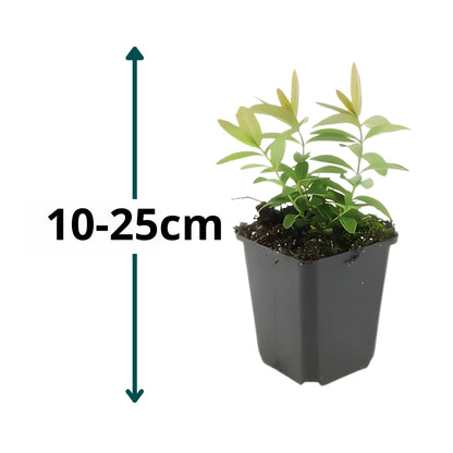 60x Hertshooi - ↕10-25cm - Ø9cm