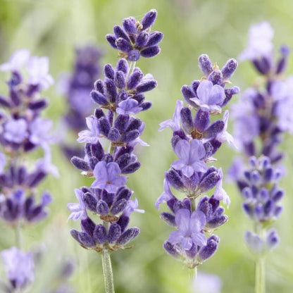 6x Lavendel 'hidcote' - ↕10-25cm - Ø9cm