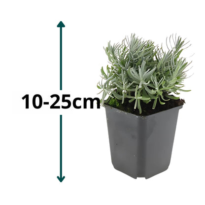 6x Lavendel 'hidcote' - ↕10-25cm - Ø9cm