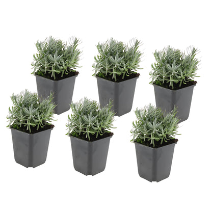 6x Lavendel 'hidcote' - ↕10-25cm - Ø9cm