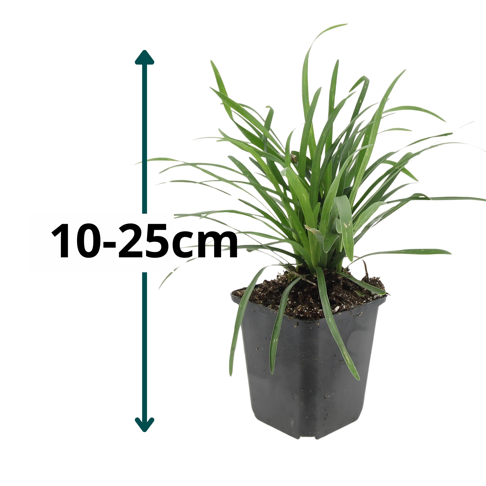 6x Leliegras 'Moneymaker' - ↕10-25cm - Ø9cm