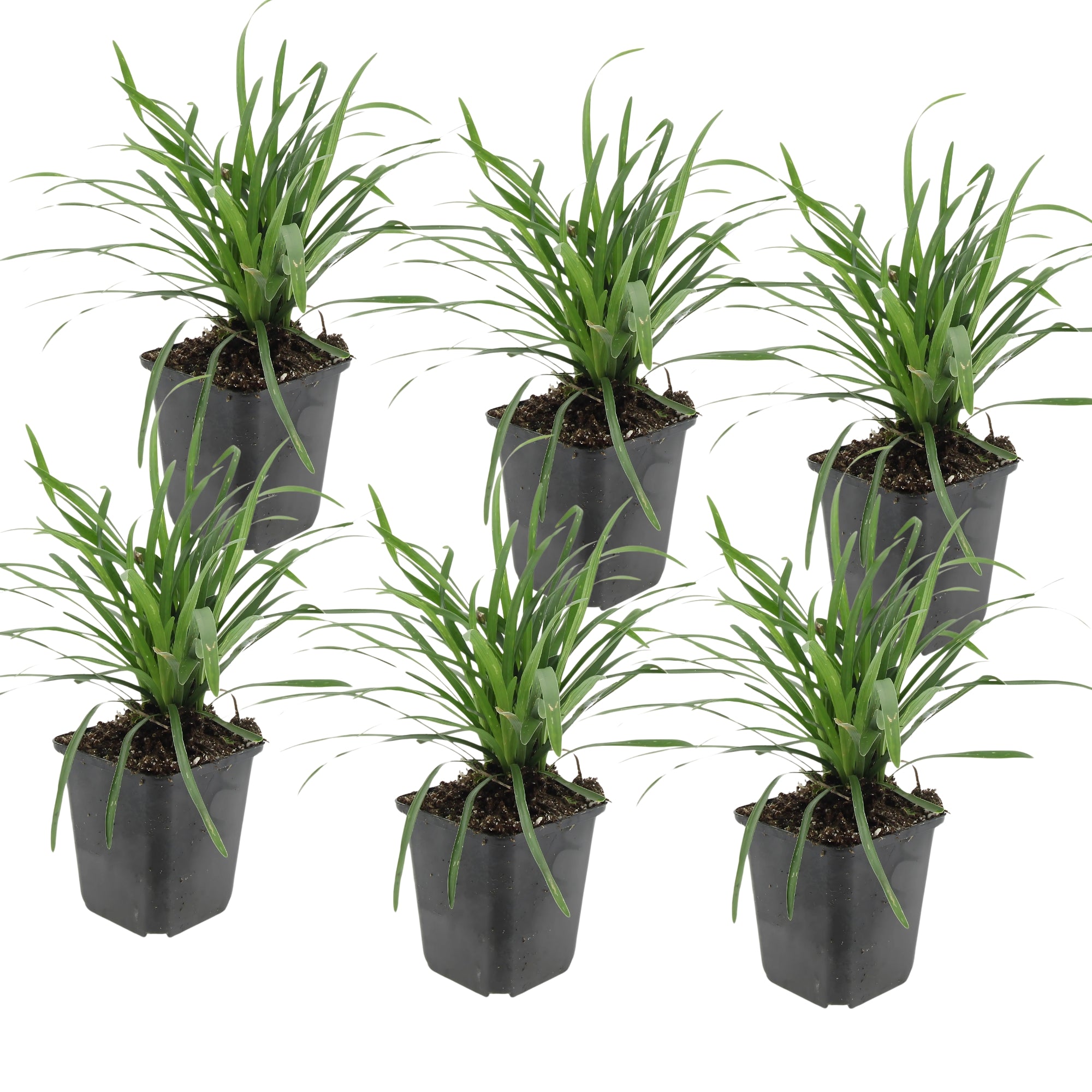 6x Leliegras 'Moneymaker' - ↕10-25cm - Ø9cm