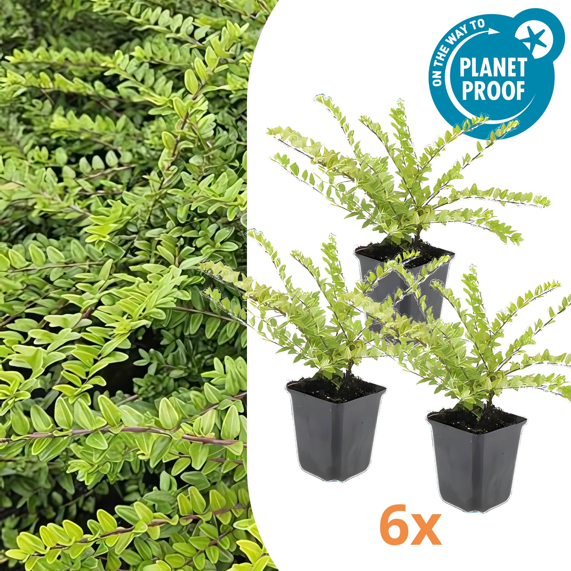 6x Chinese kamperfoelie - ↕10-25cm - Ø9cm