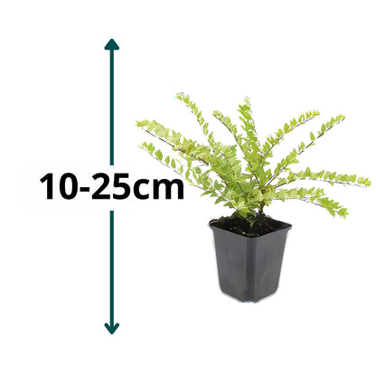6x Chinese kamperfoelie - ↕10-25cm - Ø9cm