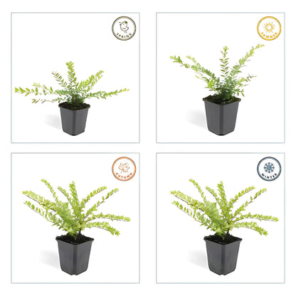 6x Chinese kamperfoelie - ↕10-25cm - Ø9cm