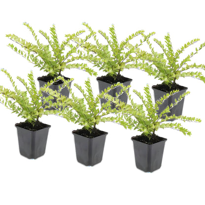 6x Chinese kamperfoelie - ↕10-25cm - Ø9cm