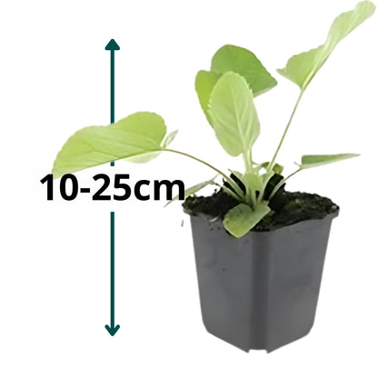 20x Brandkruid - ↕10-25cm - Ø9cm