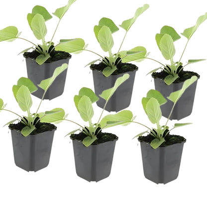 20x Brandkruid - ↕10-25cm - Ø9cm