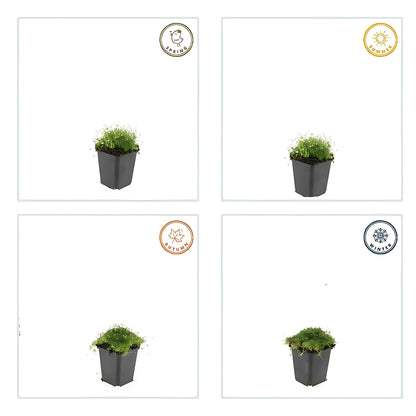 12x Priemvetmuur - ↕10-25cm - Ø9cm