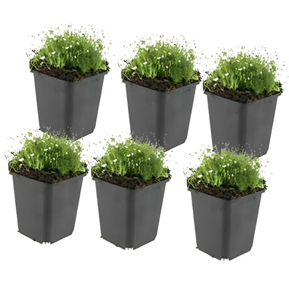12x Priemvetmuur - ↕10-25cm - Ø9cm