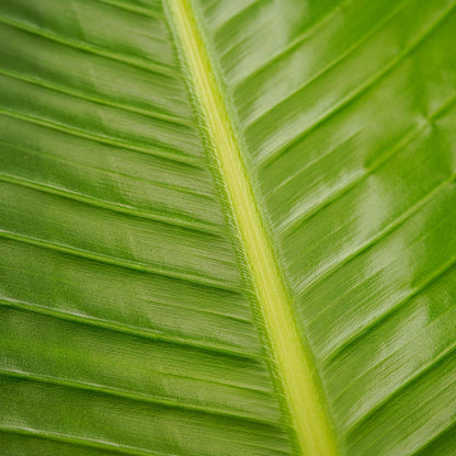 Paradijsvogelplant - ↕120cm - Ø21cm