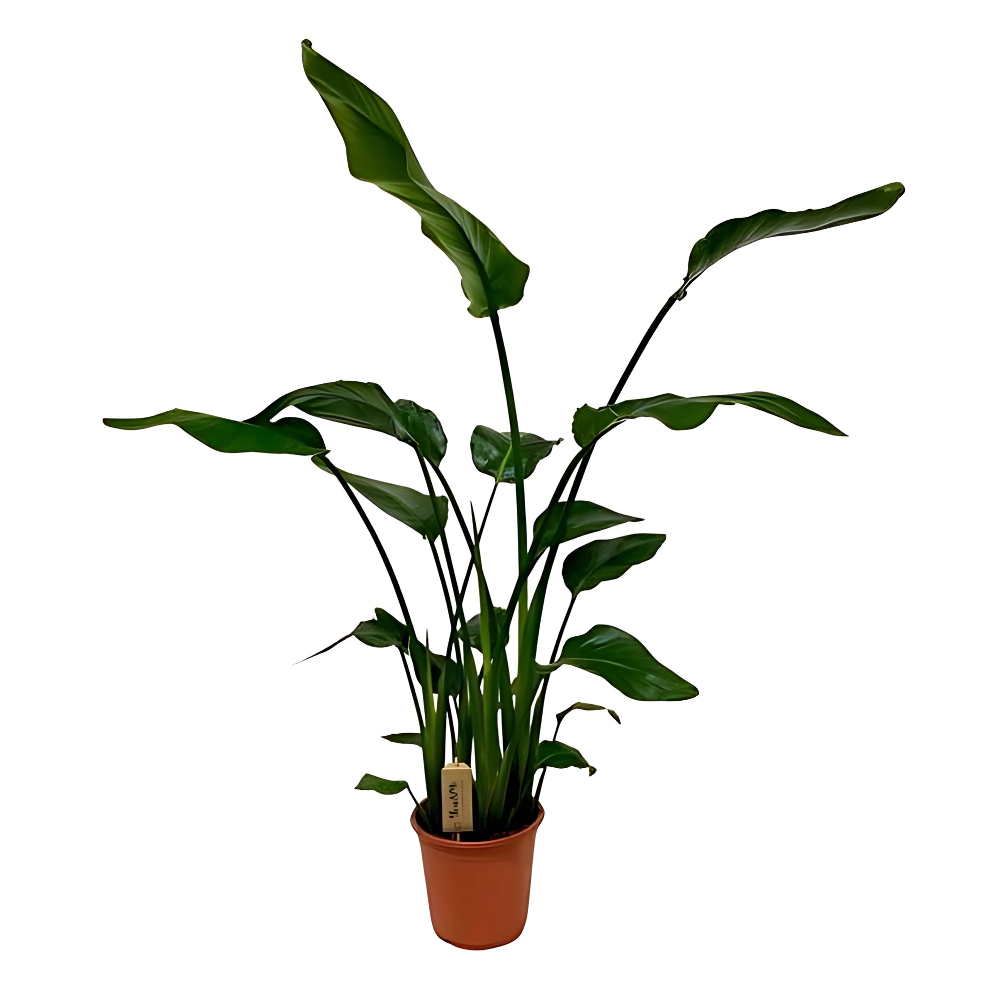 Paradijsvogelplant - ↕120cm - Ø21cm