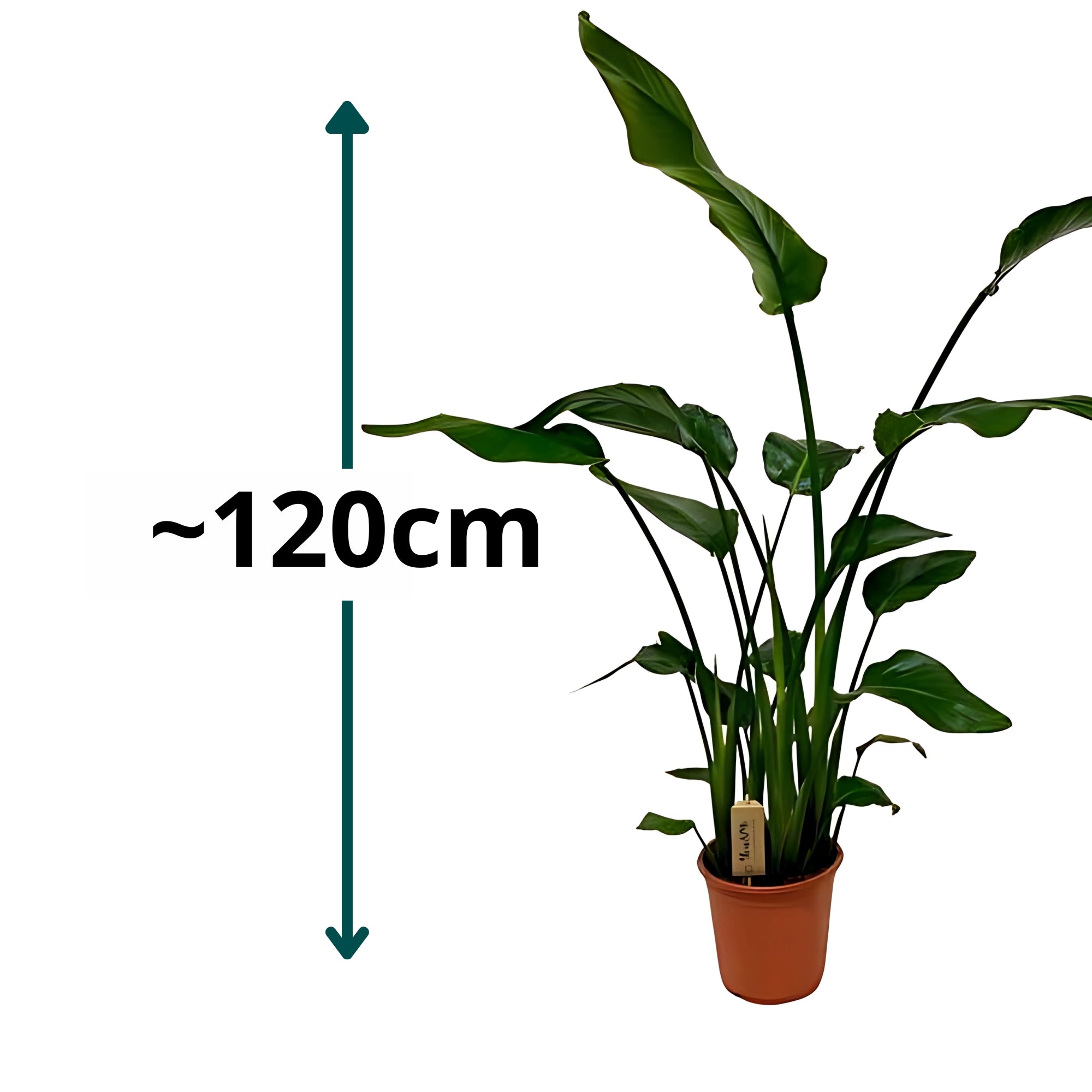 Paradijsvogelplant - ↕120cm - Ø21cm