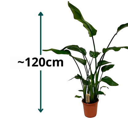 Paradijsvogelplant - ↕120cm - Ø21cm