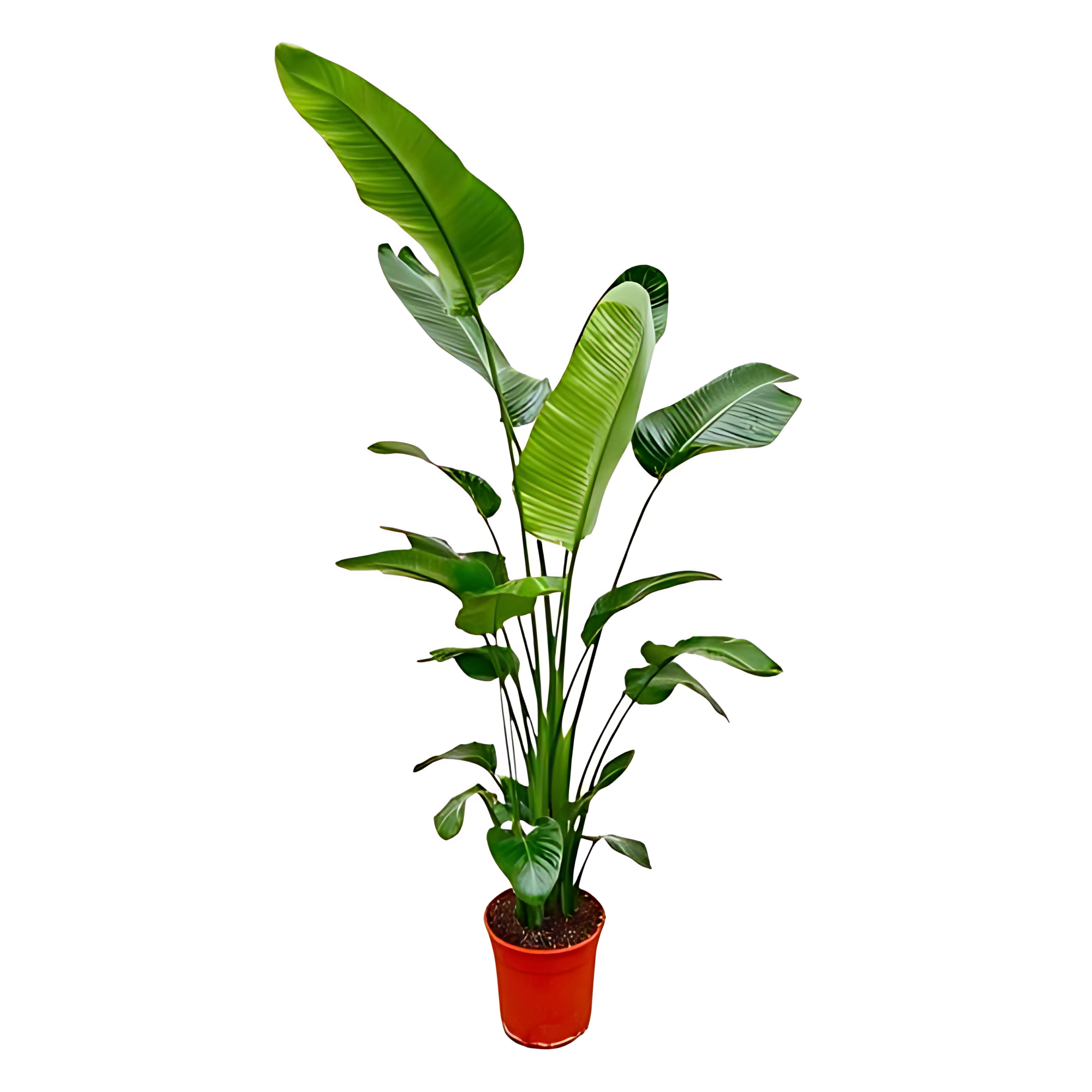 Paradijsvogelplant - ↕190 cm - Ø27cm