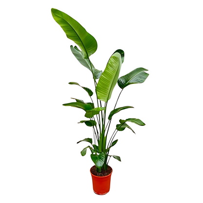 Paradijsvogelplant - ↕190 cm - Ø27cm